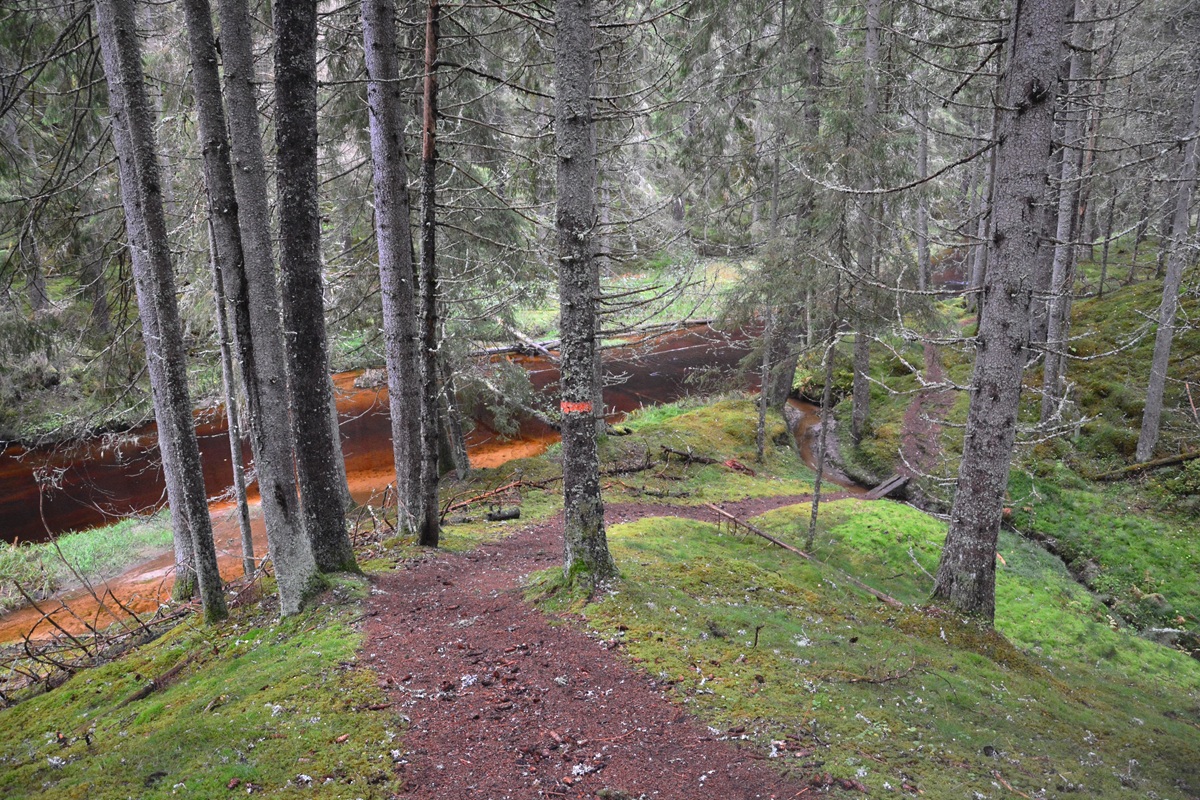 Steile Pfade im Wald